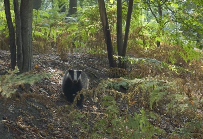 <i class='fa fa-user'></i>&nbsp;michiel schaap&nbsp;| Das&nbsp; <i class='fa fa-eye'>&nbsp;484</i> &nbsp; <i class='fa fa-comment-o'>&nbsp;3</i>