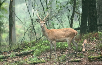 Deze spitser zag ik vanaf de weg tussen de bomen lopen. Hij was lekker aan het grazen. Me verdekt opgesteld achter een boom en zo kon ik van dit dier een poos genieten. Als er een auto langs kwam ging ik snel een paddootje fotograferen...Nu kon ik er lang van genieten. Af en toe keek die even op en graasde dan weer verder.
Het had even daarvoor behoorlijk geregend. Het hert was nog wat nat.