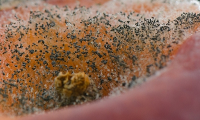 <i class='fa fa-user'></i>&nbsp;Bert Veerman&nbsp;|  Rhizopus sp.&nbsp; <i class='fa fa-eye'>&nbsp;88</i> &nbsp; <i class='fa fa-comment-o'>&nbsp;2</i>