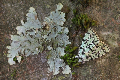 <i class='fa fa-user'></i>&nbsp;Robert Rodenburg&nbsp;|  Gevlekte Groenuil&nbsp; <i class='fa fa-eye'>&nbsp;88</i> &nbsp;<i class='fa fa-thumbs-up'>&nbsp;3</i> &nbsp; <i class='fa fa-comment-o'>&nbsp;5</i>