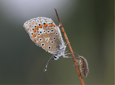 Was bezig een icarusblauwtje met dauwdruppeltjes te fotograferen, toen er een wollig wantsje aan kwam lopen. Puur toeval, puur geluk. Toen ze elkaar met de pootjes raakten vloog het vlindertje weg.