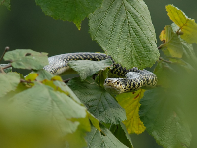 Deze slang zat in de tuin van ons vakantiehuis in Frankrijk.

Nikon D200, Tamron 200-500 mm F6.3,  1/160 sec. ISO 400, F9, 500 mm, uit de hand