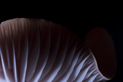 <i class='fa fa-user'></i>&nbsp;Gert-Jan Cromwijk&nbsp;|  Mycena sp.&nbsp; <i class='fa fa-eye'>&nbsp;106</i> &nbsp;<i class='fa fa-thumbs-up'>&nbsp;1</i> &nbsp; <i class='fa fa-comment-o'>&nbsp;4</i>