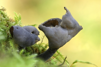<i class='fa fa-user'></i>&nbsp;Robert Rodenburg&nbsp;|  Helvella sp.&nbsp; <i class='fa fa-eye'>&nbsp;100</i> &nbsp;<i class='fa fa-thumbs-up'>&nbsp;5</i> &nbsp; <i class='fa fa-comment-o'>&nbsp;4</i>