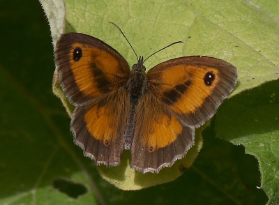 <i class='fa fa-user'></i>&nbsp;Ren�e de Kleijn&nbsp;|  Oranje Zandoogje&nbsp; <i class='fa fa-eye'>&nbsp;67</i> &nbsp; <i class='fa fa-comment-o'>&nbsp;3</i>