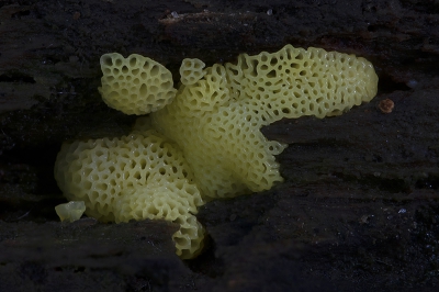 <i class='fa fa-user'></i>&nbsp;danny.declercq&nbsp;|  Ceratiomyxa porioides&nbsp; <i class='fa fa-eye'>&nbsp;143</i> &nbsp;<i class='fa fa-thumbs-up'>&nbsp;11</i> &nbsp; <i class='fa fa-comment-o'>&nbsp;7</i>