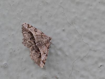 <i class='fa fa-user'></i>&nbsp;Ad Sprang&nbsp;|  Chiasmia aestimaria&nbsp; <i class='fa fa-eye'>&nbsp;62</i> &nbsp; <i class='fa fa-comment-o'>&nbsp;5</i>
