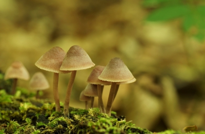 <i class='fa fa-user'></i>&nbsp;Jelle Bakker&nbsp;|  Grote Bloedsteelmycena&nbsp; <i class='fa fa-eye'>&nbsp;84</i> &nbsp; <i class='fa fa-comment-o'>&nbsp;3</i>