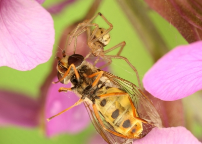 Een luid hoog gezoem leidde mij naar dicht jachttafereel.
Ondanks de grootte van de zweefvlieg was ontsnappen onmogelijk.
Het leverde wel weer mooie plaatjes op.