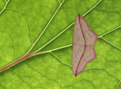 <i class='fa fa-user'></i>&nbsp;Ad Sprang&nbsp;|  Lieveling&nbsp; <i class='fa fa-eye'>&nbsp;159</i> &nbsp;<i class='fa fa-thumbs-up'>&nbsp;10</i> &nbsp; <i class='fa fa-comment-o'>&nbsp;14</i>