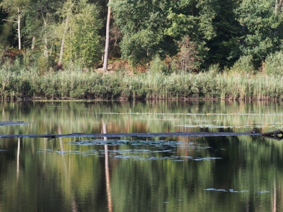 ik reed in het bos omgeving van een boshuis en zag op weg naar het bezoekerscentrum dit tafereel en heb die vanuit minder makkelijke positie op foto gezet.
