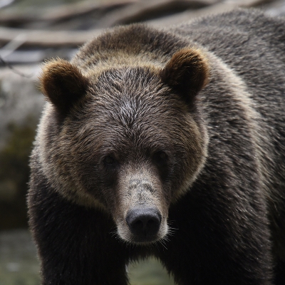<i class='fa fa-user'></i>&nbsp;Gerard Visser&nbsp;|  Grizzlybeer&nbsp; <i class='fa fa-eye'>&nbsp;119</i> &nbsp;<i class='fa fa-thumbs-up'>&nbsp;1</i> &nbsp; <i class='fa fa-comment-o'>&nbsp;5</i>