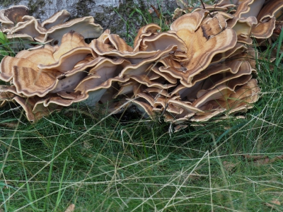 ik reed in de omgeving van huis ter heide richting de moer toen ik deze reuzenzwam tegen de boom aan zag ik kon het niet laten er fotos van te maken en heb dat met goed weer onder aardige omstandigheden ook gedaan.