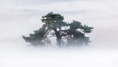 Een ochtend met grondmist in de dalen van NP Veluwe Zoom in de buurt van de Elsberg. Deze vliegden stak mooi boven de flarden van de grondmist uit. Ingezoomd om de boom los van de omgeving te krijgen. Anderhalve stop overbelicht.