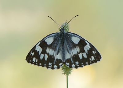 <i class='fa fa-user'></i>&nbsp;koekieman&nbsp;|  Dambordje&nbsp; <i class='fa fa-eye'>&nbsp;91</i> &nbsp;<i class='fa fa-thumbs-up'>&nbsp;2</i> &nbsp; <i class='fa fa-comment-o'>&nbsp;4</i>