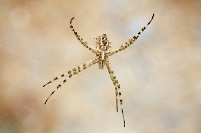 <i class='fa fa-user'></i>&nbsp;Johan van Gurp&nbsp;|  Argiope lobata&nbsp; <i class='fa fa-eye'>&nbsp;103</i> &nbsp;<i class='fa fa-thumbs-up'>&nbsp;2</i> &nbsp; <i class='fa fa-comment-o'>&nbsp;3</i>