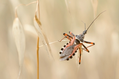 <i class='fa fa-user'></i>&nbsp;Johan van Gurp&nbsp;|  Rhynocoris punctiventris&nbsp; <i class='fa fa-eye'>&nbsp;124</i> &nbsp;<i class='fa fa-thumbs-up'>&nbsp;3</i> &nbsp; <i class='fa fa-comment-o'>&nbsp;1</i>