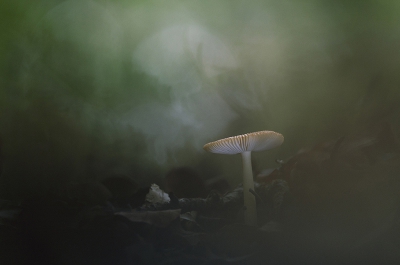<i class='fa fa-user'></i>&nbsp;Sam Dijkstra&nbsp;|  Russula sp.&nbsp; <i class='fa fa-eye'>&nbsp;128</i> &nbsp;<i class='fa fa-thumbs-up'>&nbsp;9</i> &nbsp; <i class='fa fa-comment-o'>&nbsp;7</i>