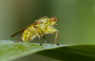 De bosrand af lopen struinen met de macrolens. Dit vliegje zat mooi vrij in beeld. Foto vanaf de monopod gemaakt.