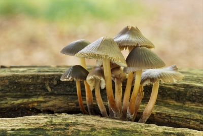<i class='fa fa-user'></i>&nbsp;Jelle Bakker&nbsp;|  Fraaisteelmycena&nbsp; <i class='fa fa-eye'>&nbsp;56</i> &nbsp; <i class='fa fa-comment-o'>&nbsp;0</i>