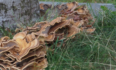 onder dezelfde omstandigheden is dit een andere foto uit de serie die ik maakten van de reuzen zwam