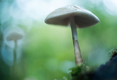 <i class='fa fa-user'></i>&nbsp;And&nbsp;|  Mycena sp.&nbsp; <i class='fa fa-eye'>&nbsp;78</i> &nbsp; <i class='fa fa-comment-o'>&nbsp;3</i>