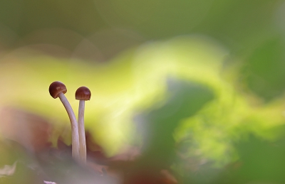 <i class='fa fa-user'></i>&nbsp;Pieter  LJ&nbsp;|  Mycena sp.&nbsp; <i class='fa fa-eye'>&nbsp;113</i> &nbsp;<i class='fa fa-thumbs-up'>&nbsp;8</i> &nbsp; <i class='fa fa-comment-o'>&nbsp;8</i>