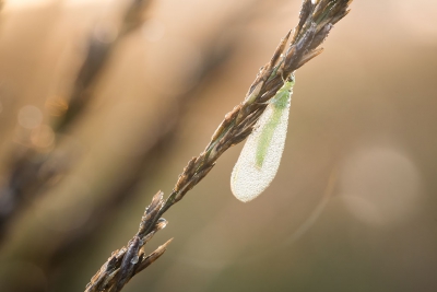 Vanmorgen ben ik vroeg op stap gegaan in de hoop wat mooie insecten vast te leggen. Het weer zat van alle kanten mee; zeer weinig wind, koud, opkomende zon en mistig. En natuurlijk een paar van die kleine gevleugelde rakkers alhoewel het best wel zoeken was.