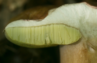 Gisteren eens op zoek gegaan naar paddenstoelen. Voor het eerst ook verschillende soorten gevonden. De meeste waren echter door de zwijnen omwoeld. En ze waren aangevreten.