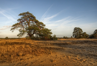 <i class='fa fa-user'></i>&nbsp;corbins&nbsp;|  Hoge Veluwe&nbsp; <i class='fa fa-eye'>&nbsp;78</i> &nbsp; <i class='fa fa-comment-o'>&nbsp;0</i>