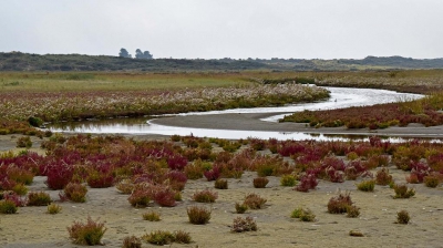 <i class='fa fa-user'></i>&nbsp;kooyammers&nbsp;|  Strandlandschap Goeree&nbsp; <i class='fa fa-eye'>&nbsp;98</i> &nbsp;<i class='fa fa-thumbs-up'>&nbsp;2</i> &nbsp; <i class='fa fa-comment-o'>&nbsp;3</i>