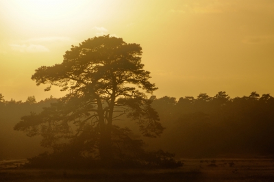 <i class='fa fa-user'></i>&nbsp;corbins&nbsp;|  Hoge Veluwe&nbsp; <i class='fa fa-eye'>&nbsp;62</i> &nbsp; <i class='fa fa-comment-o'>&nbsp;1</i>