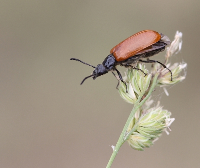 <i class='fa fa-user'></i>&nbsp;Paul Vandebroek&nbsp;|  Omophlus lepturoides&nbsp; <i class='fa fa-eye'>&nbsp;75</i> &nbsp;<i class='fa fa-thumbs-up'>&nbsp;4</i> &nbsp; <i class='fa fa-comment-o'>&nbsp;10</i>
