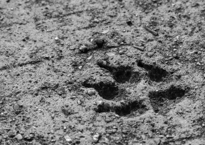 <i class='fa fa-user'></i>&nbsp;Eef Kieft&nbsp;|  Spoor in beton&nbsp; <i class='fa fa-eye'>&nbsp;155</i> &nbsp; <i class='fa fa-comment-o'>&nbsp;6</i>