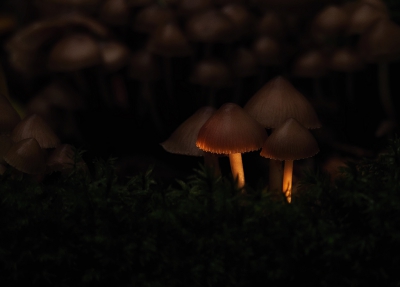 <i class='fa fa-user'></i>&nbsp;Jurgen Maassen&nbsp;|  Mycena sp.&nbsp; <i class='fa fa-eye'>&nbsp;150</i> &nbsp;<i class='fa fa-thumbs-up'>&nbsp;2</i> &nbsp; <i class='fa fa-comment-o'>&nbsp;4</i>