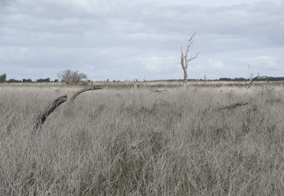 <i class='fa fa-user'></i>&nbsp;momo&nbsp;|  Oostvaardersplassen&nbsp; <i class='fa fa-eye'>&nbsp;118</i> &nbsp;<i class='fa fa-thumbs-up'>&nbsp;1</i> &nbsp; <i class='fa fa-comment-o'>&nbsp;4</i>
