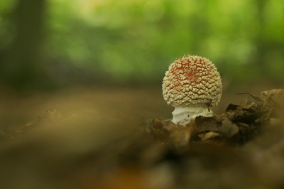 Samen met Nel Talen op paddojacht. Op de Veluwe gaan ze nu ook komen. Maar in de polder staan er nu zoveel. Met een vliegenzwam ben ik altijd blij!