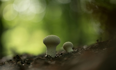 De mooiste paddenstoelen stonden op de donkerste plekjes. Geprobeerd het zonlicht in de achtergrond te laten meespelen.