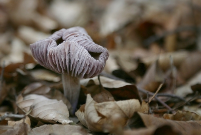 <i class='fa fa-user'></i>&nbsp;Ben Aalders&nbsp;|  Amethistzwam&nbsp; <i class='fa fa-eye'>&nbsp;81</i> &nbsp;<i class='fa fa-thumbs-up'>&nbsp;1</i> &nbsp; <i class='fa fa-comment-o'>&nbsp;0</i>