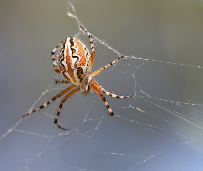 <i class='fa fa-user'></i>&nbsp;Paul Vandebroek&nbsp;|  Aculepeira armida&nbsp; <i class='fa fa-eye'>&nbsp;126</i> &nbsp;<i class='fa fa-thumbs-up'>&nbsp;6</i> &nbsp; <i class='fa fa-comment-o'>&nbsp;10</i>