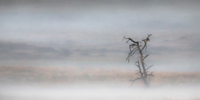 <i class='fa fa-user'></i>&nbsp;rvandijkzl&nbsp;|  Dode boom in landschap&nbsp; <i class='fa fa-eye'>&nbsp;97</i> &nbsp;<i class='fa fa-thumbs-up'>&nbsp;3</i> &nbsp; <i class='fa fa-comment-o'>&nbsp;5</i>