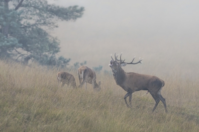 Van alle bronst foto's die ik in de afgelopen jaren in de vrije wildbaan van de Veluwe heb gemaakt, is dit een van mijn favorieten. Vanwege de nevelige sfeer die al vroeg in de middag ontstond na een wolkbreuk enkele uren eerder. Maar vooral omdat in dit beeld drie bronstgedragingen zijn gevangen: een volwassen hert dat zich bij het kaalwild voegt (hier een hinde en haar kalf die onverstoorbaar verder grazen), terwijl hij burlt en tegelijkertijd tegen zijn buik en bronstmanen urineert.