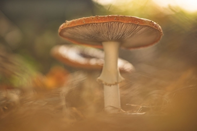 Ik was al vroeg op pad om paddestoelen te fotograferen, zeker met het nog zachte licht in gedachte. Ter plekke scheen de zon al toch hard en aangezien ik tegen de zon in moest fotograferen de zwam ook belicht met een losse flitser als een invulflits.