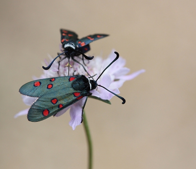 <i class='fa fa-user'></i>&nbsp;Paul Vandebroek&nbsp;|  Zygaena lavandulae&nbsp; <i class='fa fa-eye'>&nbsp;99</i> &nbsp;<i class='fa fa-thumbs-up'>&nbsp;6</i> &nbsp; <i class='fa fa-comment-o'>&nbsp;7</i>