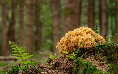 Deze sponszwam groeide op een boomstronk in een wat open deel van het bos, waardoor hij wat werd verlicht. Hierdoor en door zijn grootte (ca 35 cm in diameter en 20 cm hoog) was hij van verre te zien. Opname liggend op de grond uit de hand gemaakt en wat gespeeld met instellingen om zowel de zwam als de achtergrond goed in beeld te krijgen.