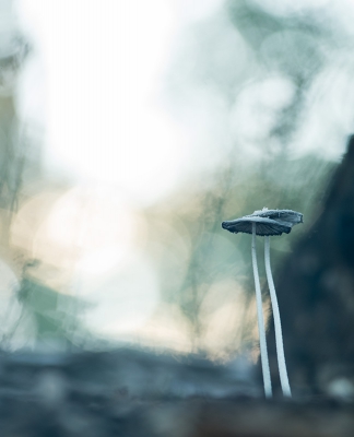 <i class='fa fa-user'></i>&nbsp;And&nbsp;|  Hazenpootje&nbsp; <i class='fa fa-eye'>&nbsp;87</i> &nbsp;<i class='fa fa-thumbs-up'>&nbsp;1</i> &nbsp; <i class='fa fa-comment-o'>&nbsp;5</i>