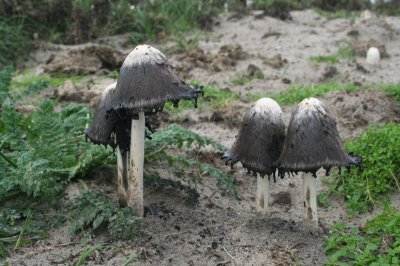 Het kenmerkende van de inktzwammen ligt in druppels op de grond.