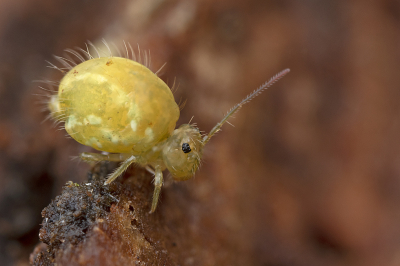 <i class='fa fa-user'></i>&nbsp;danny.declercq&nbsp;|  Sminthurus viridis&nbsp; <i class='fa fa-eye'>&nbsp;163</i> &nbsp;<i class='fa fa-thumbs-up'>&nbsp;15</i> &nbsp; <i class='fa fa-comment-o'>&nbsp;13</i>
