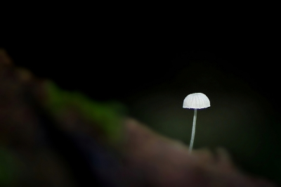 <i class='fa fa-user'></i>&nbsp;Ben Aalders&nbsp;|  Suikermycena&nbsp; <i class='fa fa-eye'>&nbsp;67</i> &nbsp; <i class='fa fa-comment-o'>&nbsp;2</i>