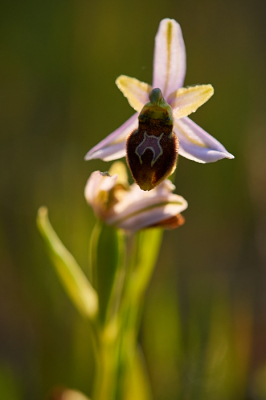 <i class='fa fa-user'></i>&nbsp;peter wijn&nbsp;|  Ophrys splendida&nbsp; <i class='fa fa-eye'>&nbsp;69</i> &nbsp; <i class='fa fa-comment-o'>&nbsp;8</i>